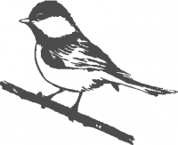 blue-tit-01